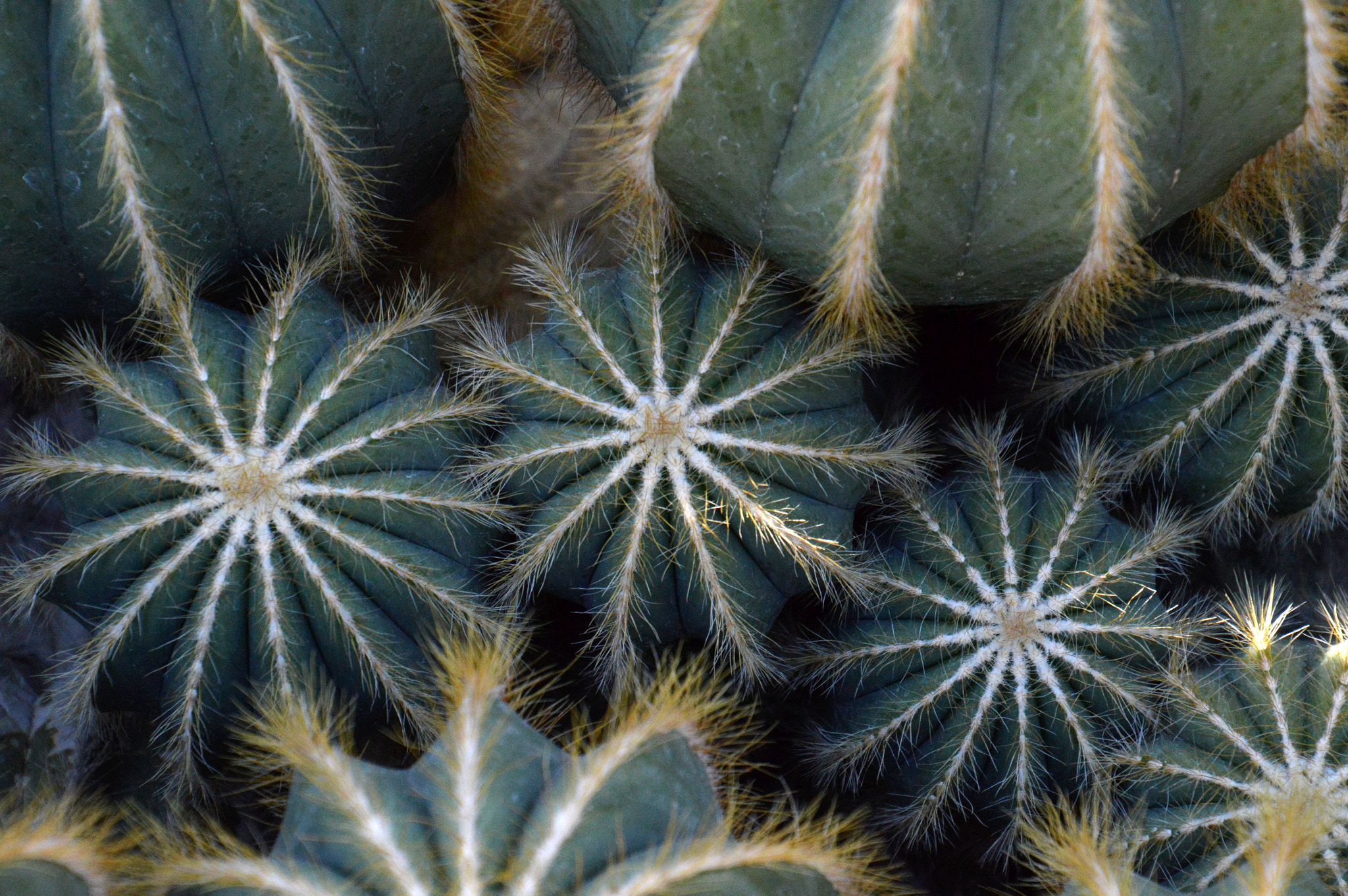 Nikon D3200 sample photo. Cacti photography