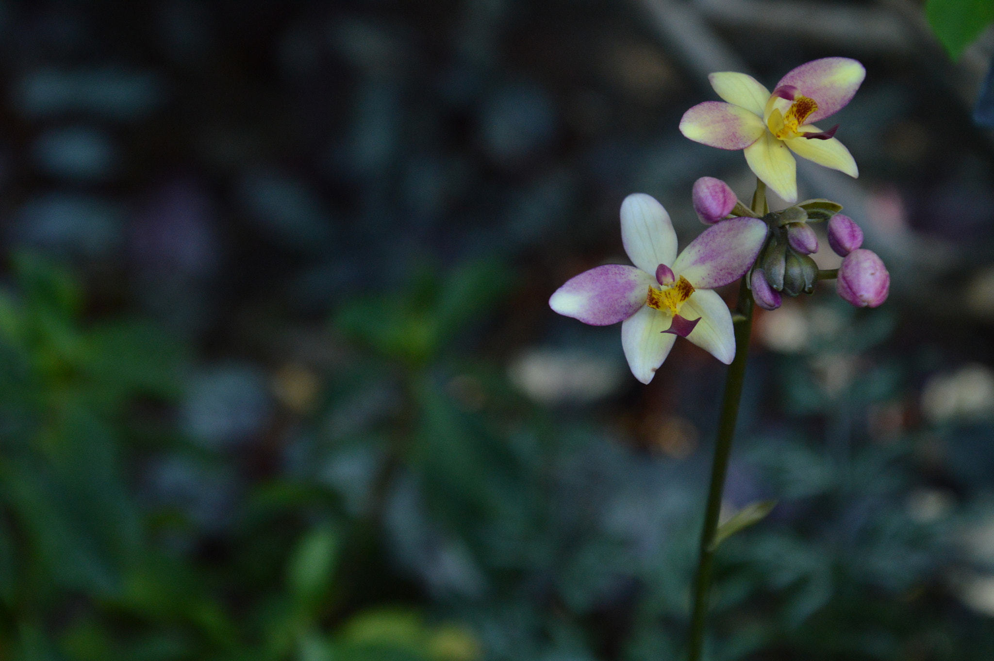 Nikon D3200 sample photo. Calm orchids photography