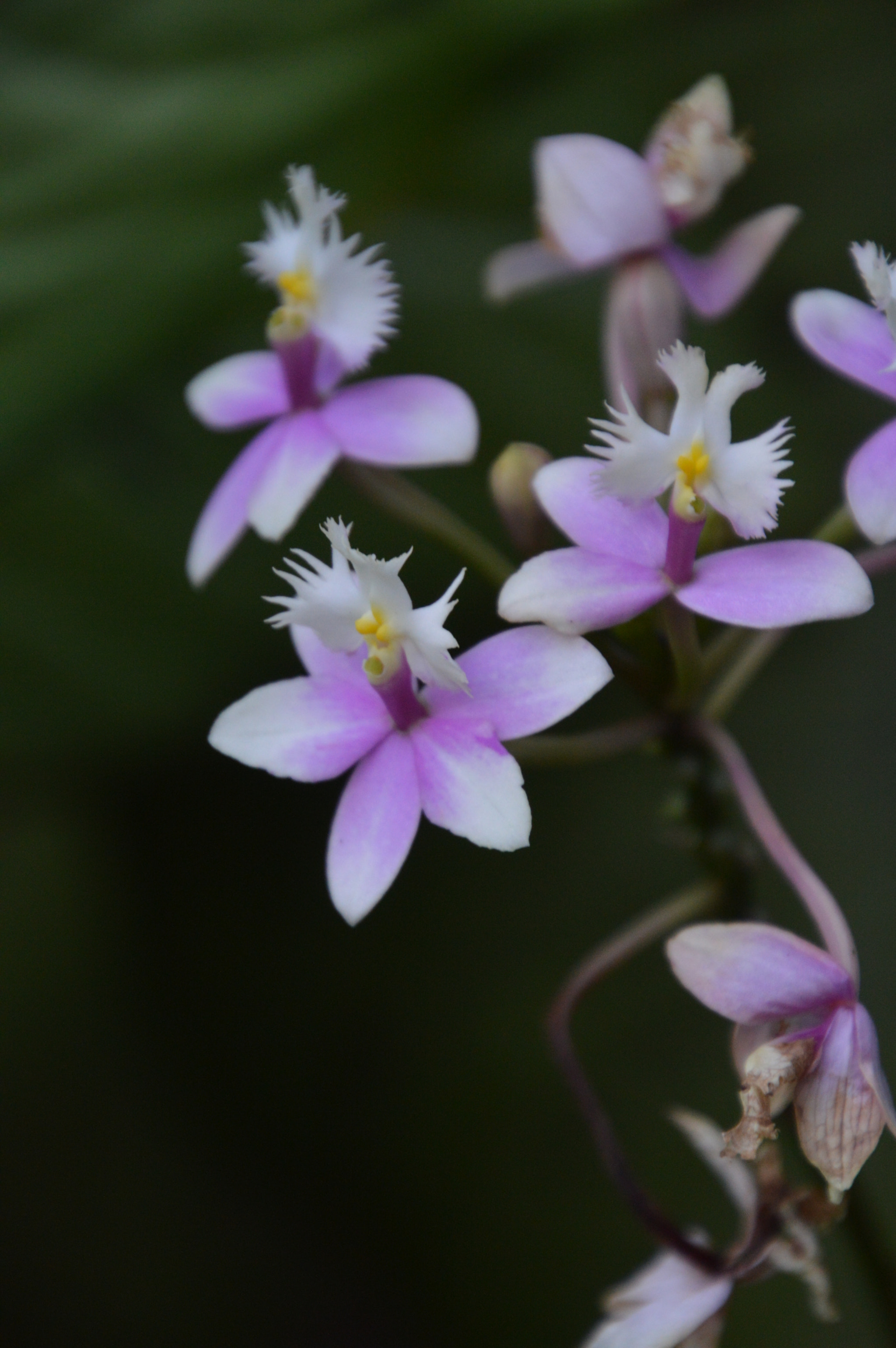 Nikon D3200 sample photo. Inflorescence photography