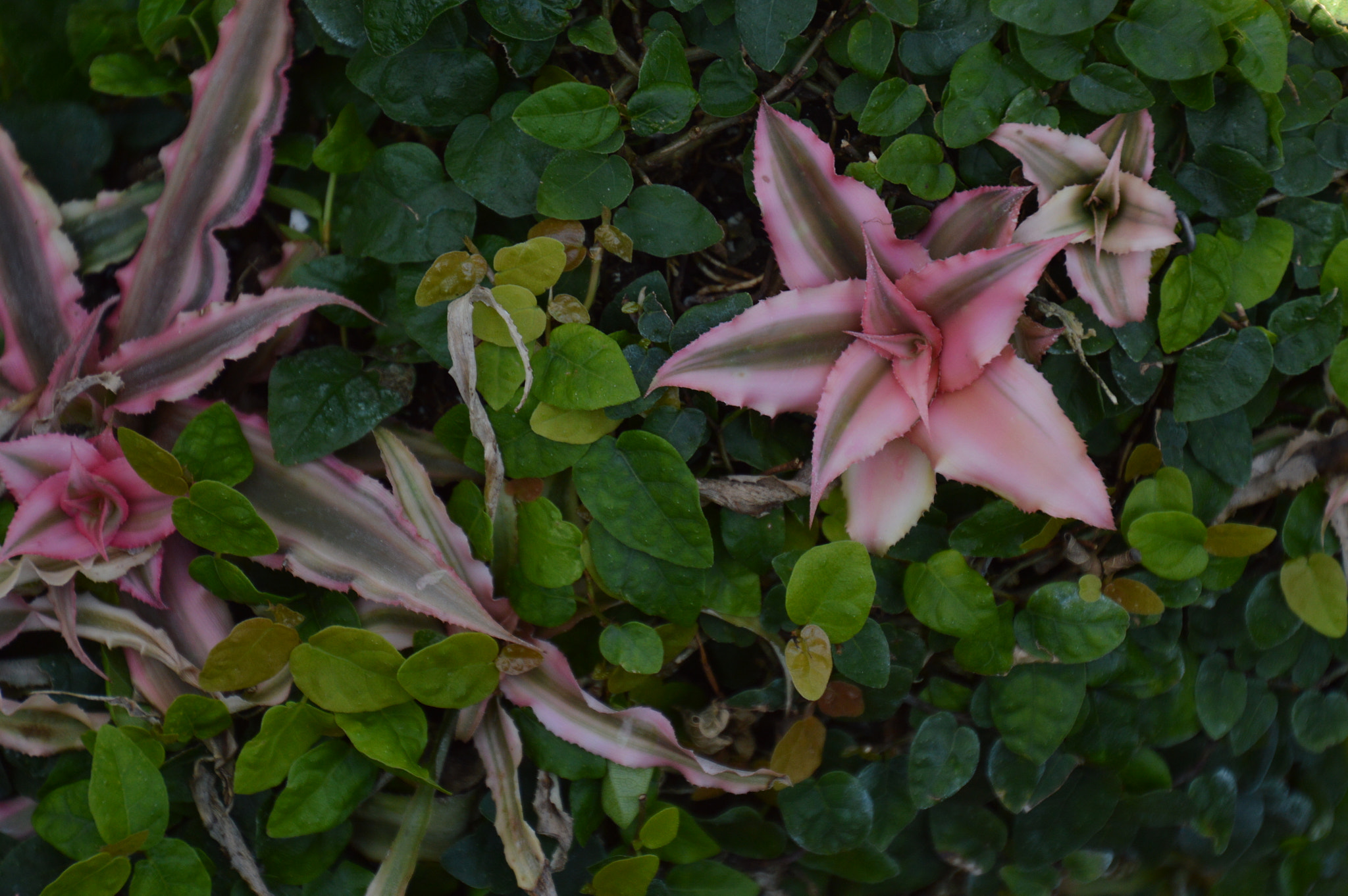 Nikon D3200 sample photo. Natural arrangement photography