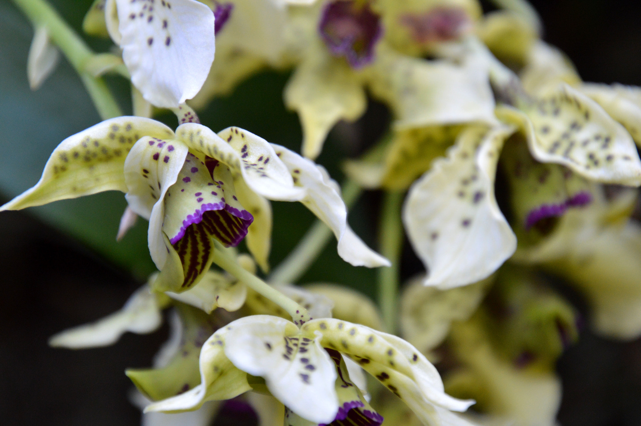 Nikon D3200 sample photo. Purple highlights photography