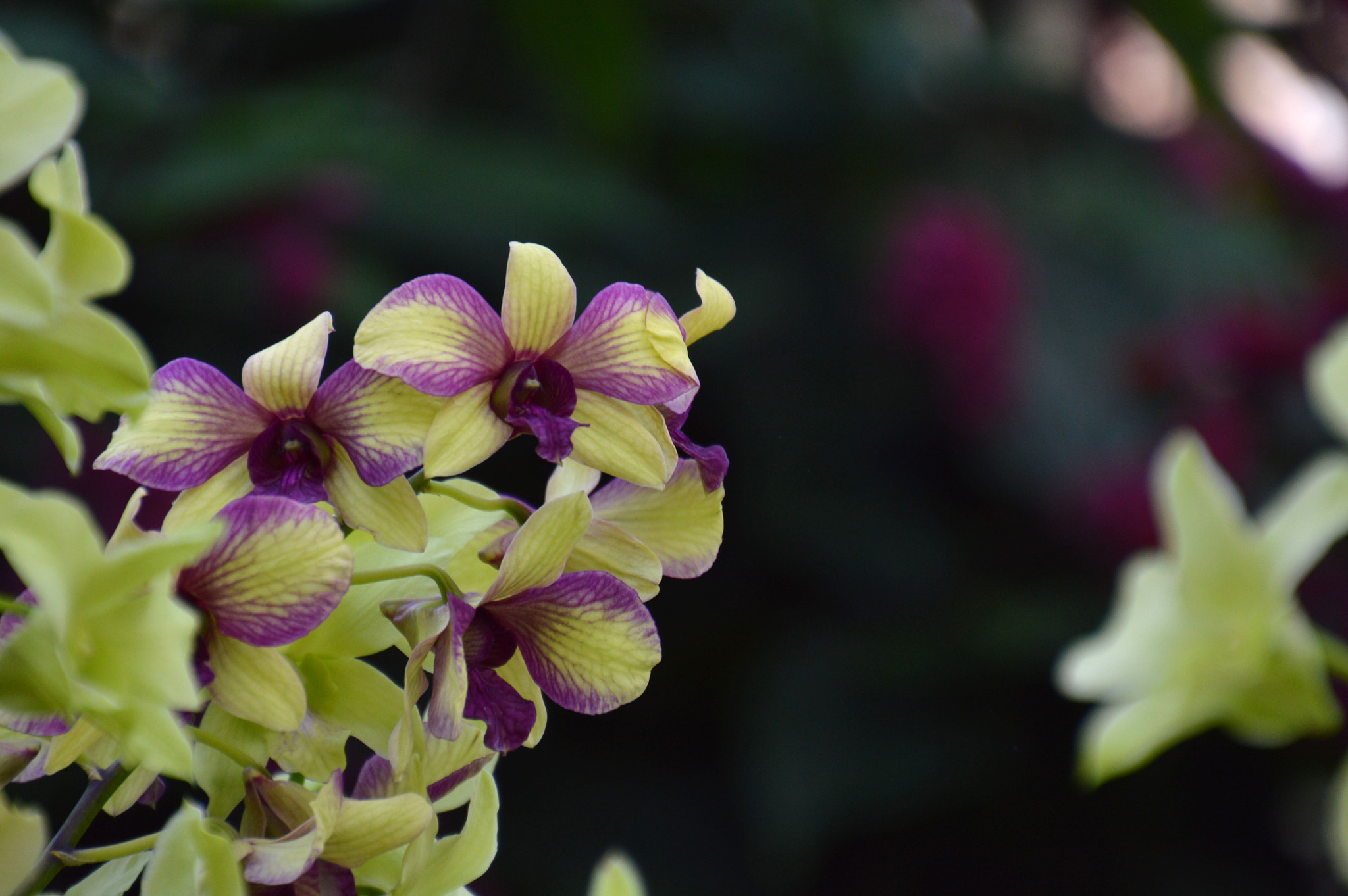 Nikon D3200 sample photo. Orchids photography