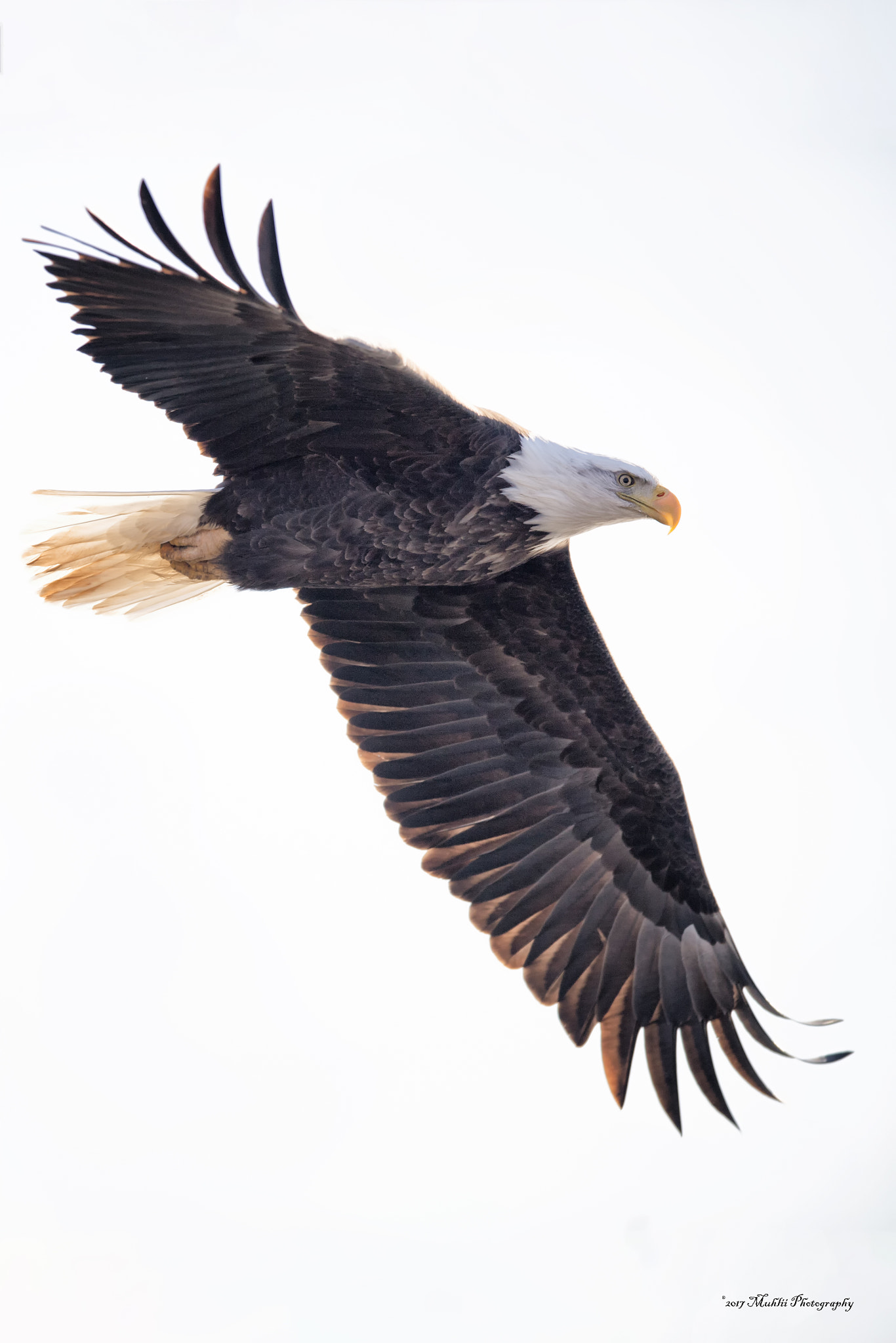 Nikon D5 + Nikon AF-S Nikkor 400mm F2.8E FL ED VR sample photo. Ld14 bald eagle photography