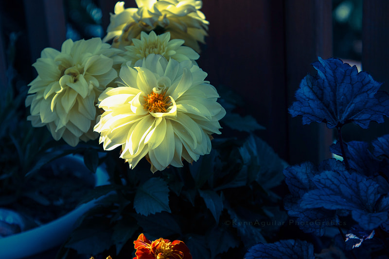 Nikon D7200 sample photo. Untitled photography