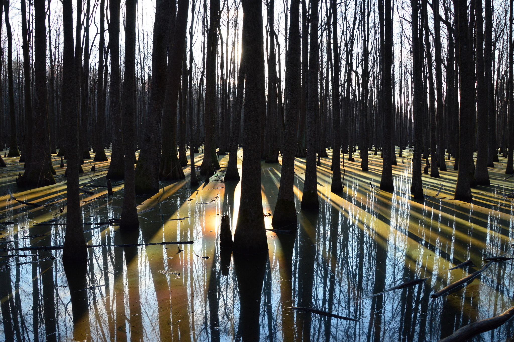 Nikon D3200 sample photo. Swamp shadows photography