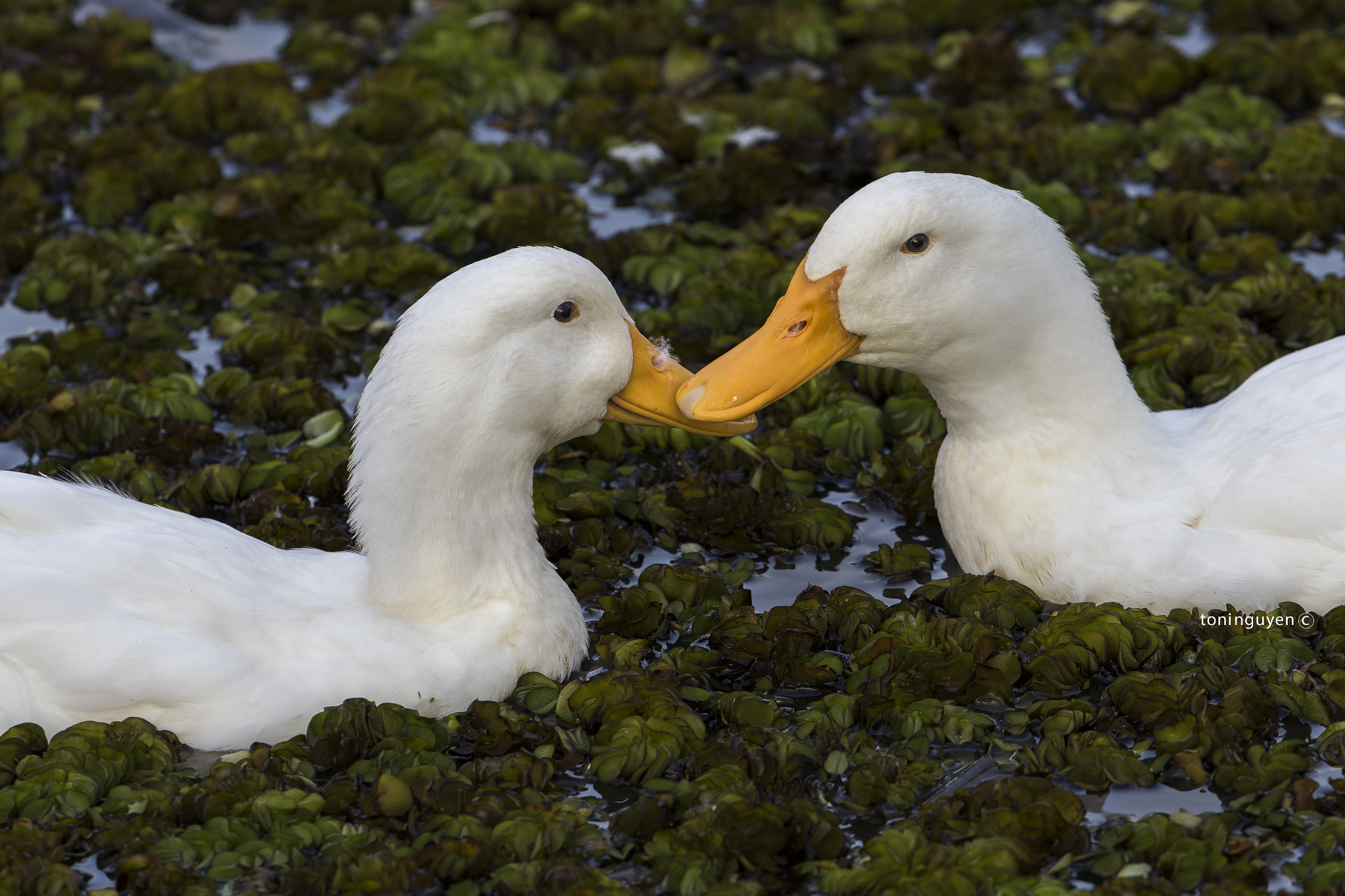 Canon EOS 7D Mark II + Canon EF 300mm F2.8L IS II USM sample photo. Love photography