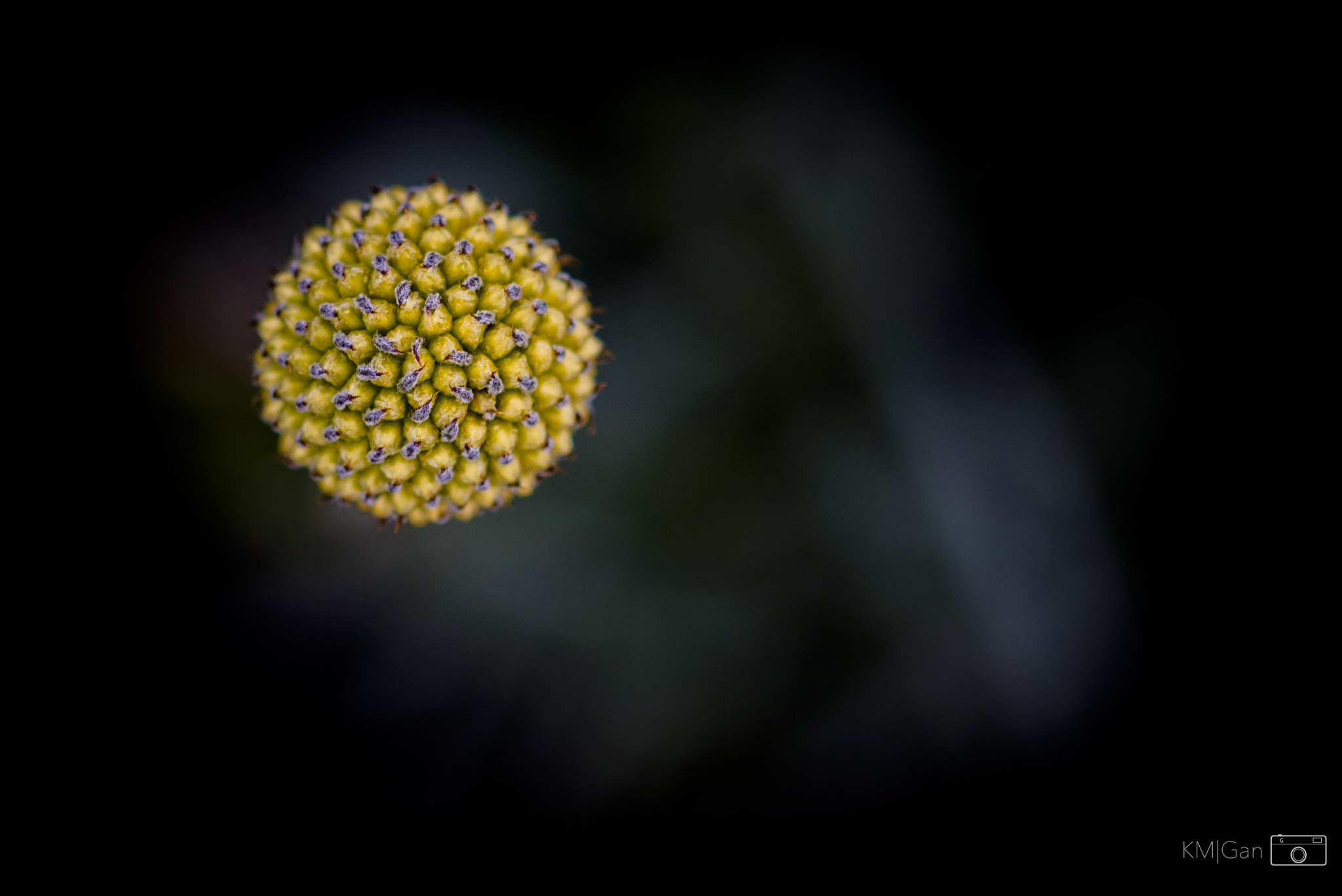 Nikon AF-S Micro-Nikkor 60mm F2.8G ED sample photo. Flower , the ball photography