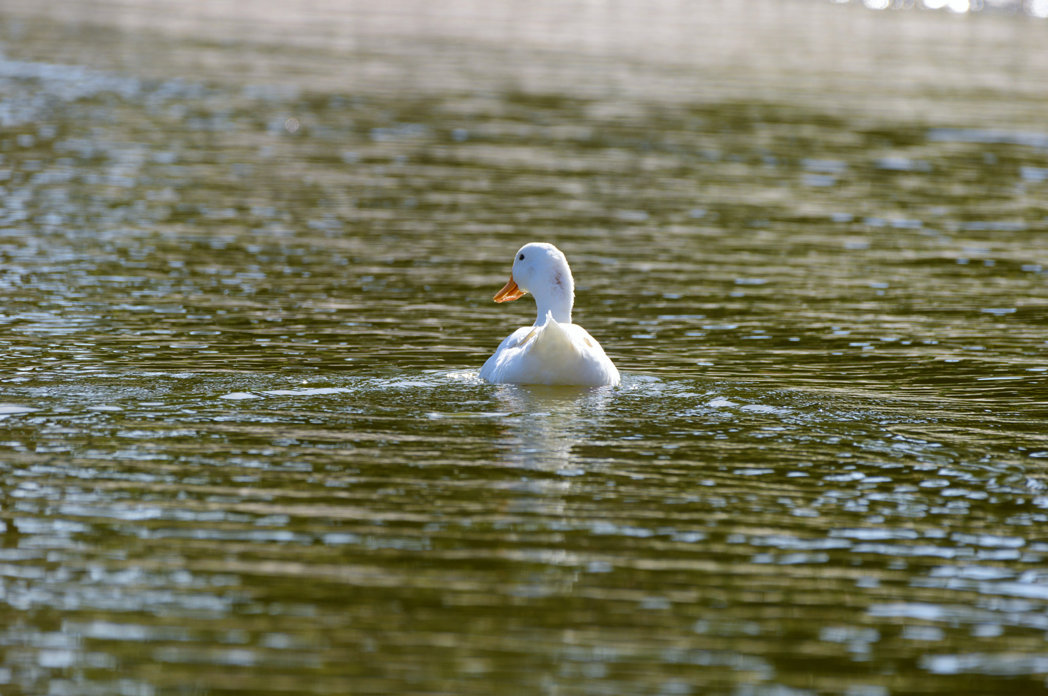Nikon AF-S Nikkor 200-500mm F5.6E ED VR sample photo. Duck photography