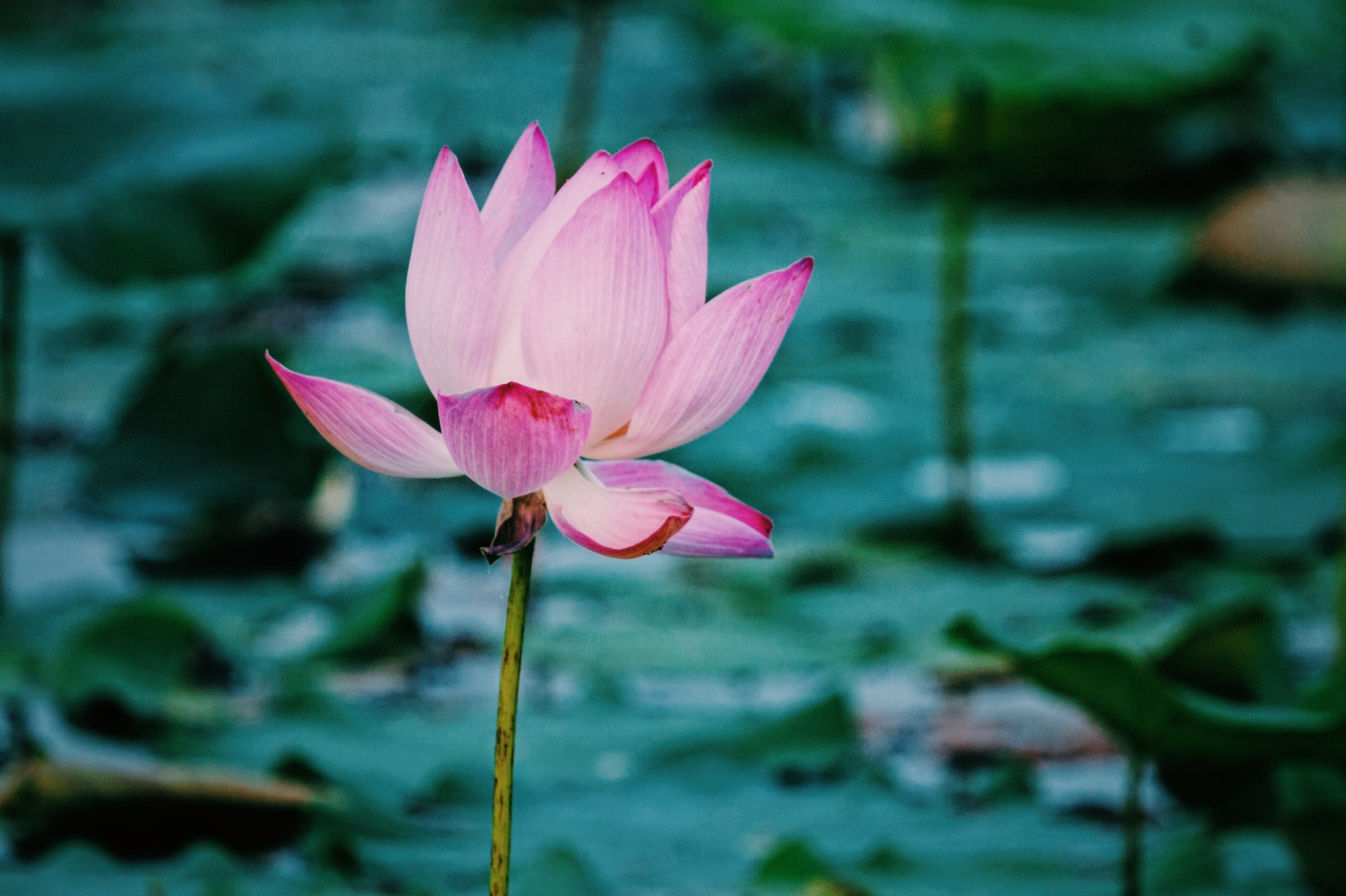 Canon EOS-1Ds Mark II sample photo. Vietnam flower photography