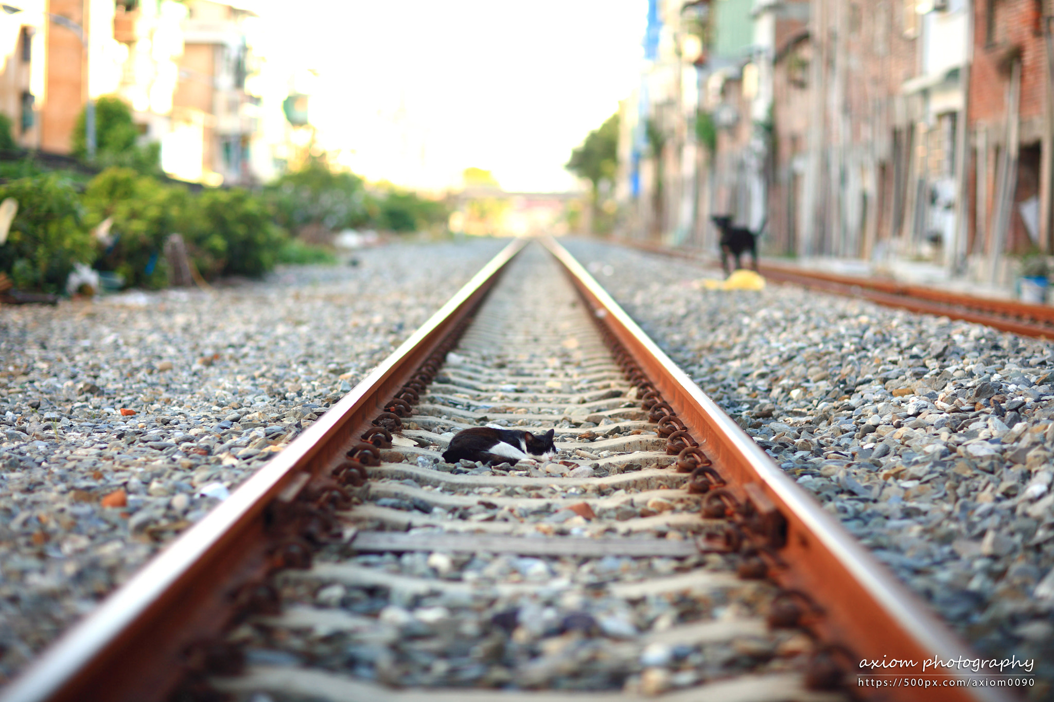 Canon EF 85mm F1.2 sample photo. Nap on rail photography