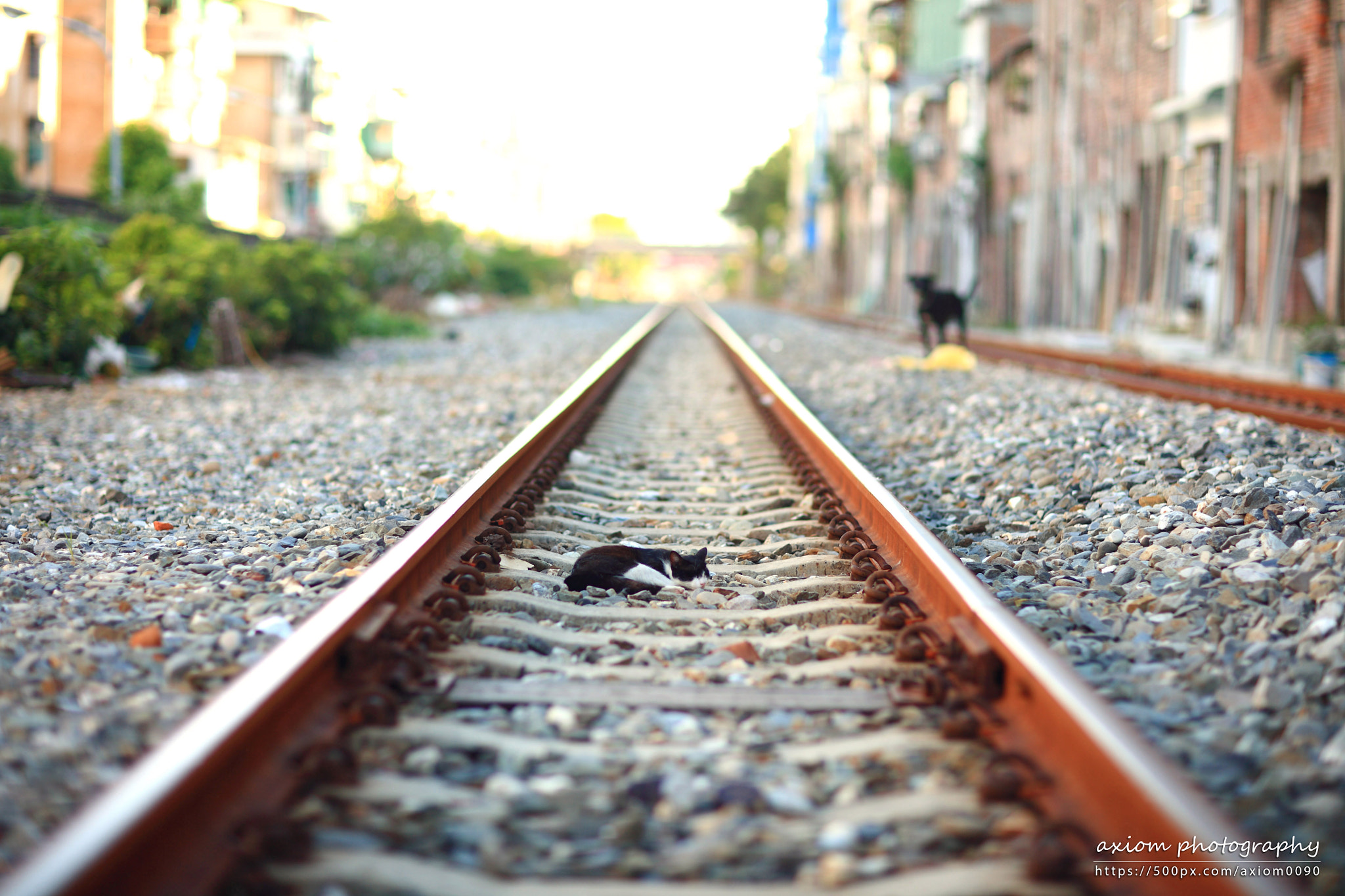 Canon EOS 5D sample photo. Nap on rail photography