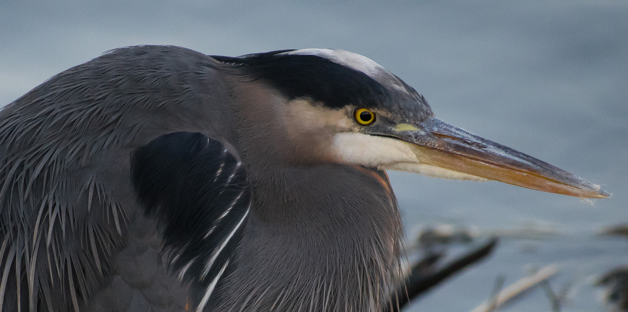 Nikon AF-S Nikkor 70-200mm F2.8G ED VR II sample photo. Great blue heron photography