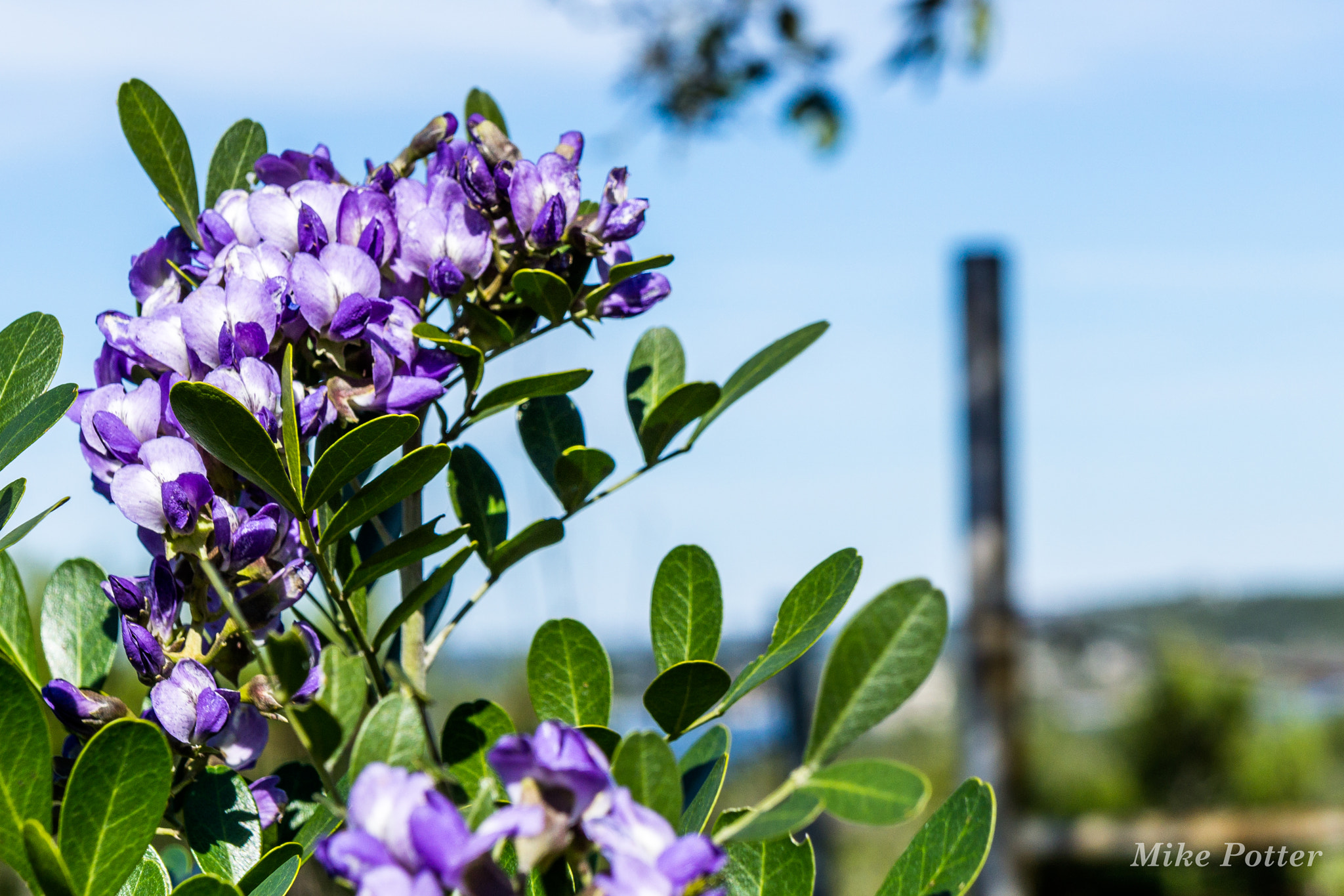 Sony a6000 + Sony E 18-55mm F3.5-5.6 OSS sample photo. Mountain laurel photography