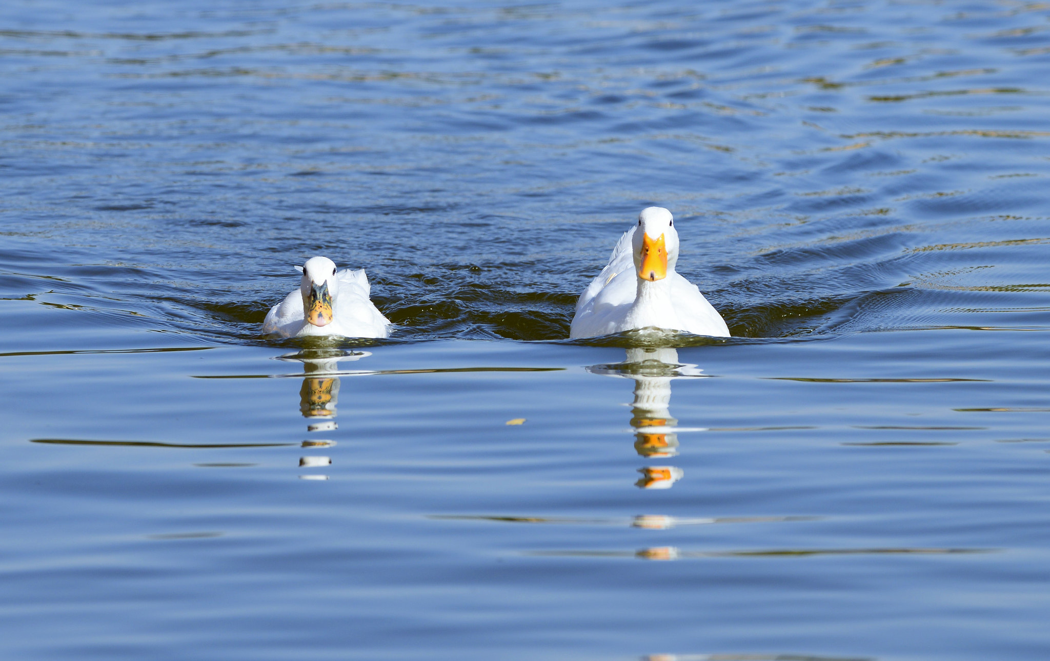 Nikon AF-S Nikkor 200-500mm F5.6E ED VR sample photo. Pair photography