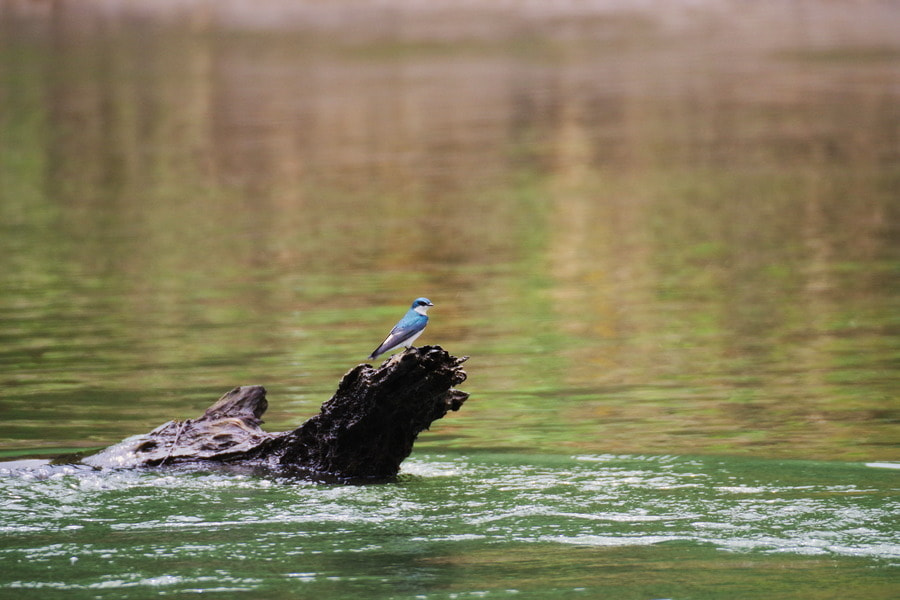 Pentax K-S2 sample photo. Bird photography