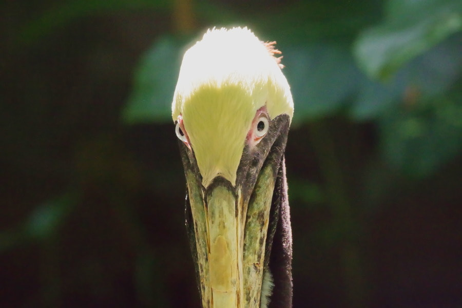 Pentax K-S2 sample photo. Brown pelican photography