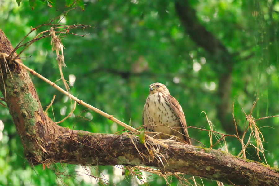 Pentax K-S2 sample photo. Broad-wing hawk photography