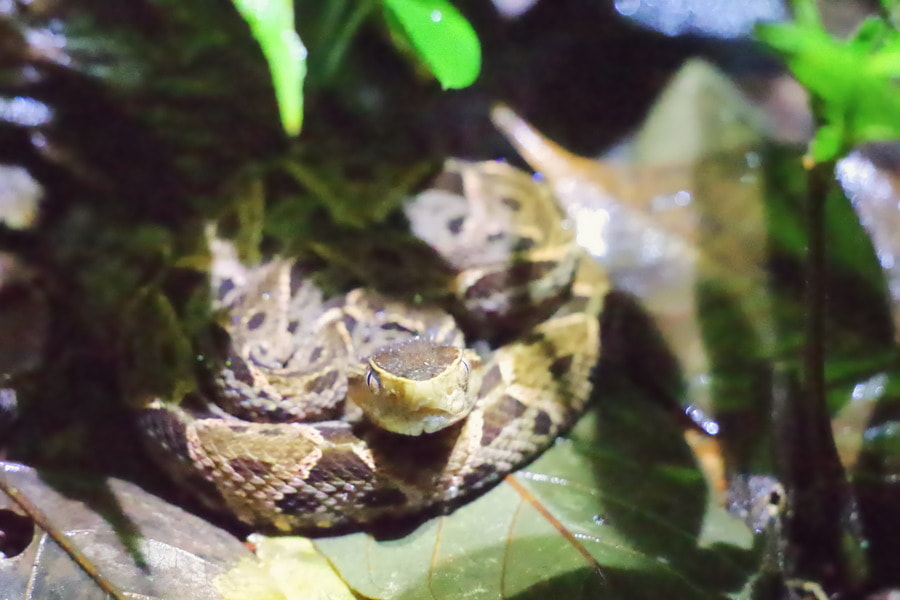 Pentax K-S2 sample photo. Fer-de-lance photography