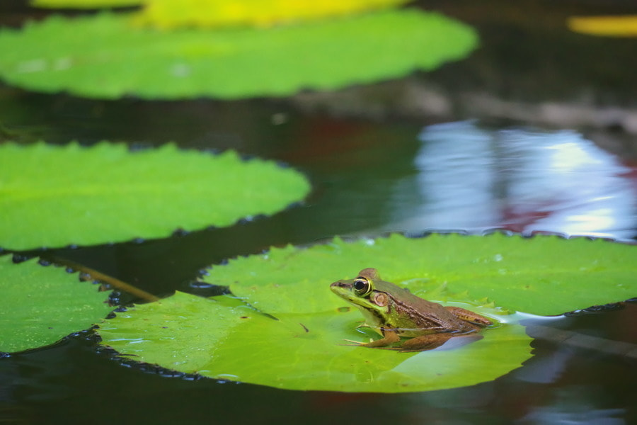 Pentax K-S2 sample photo. Frog photography