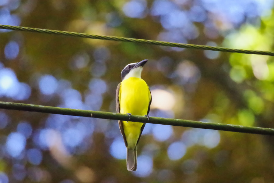 Pentax K-S2 sample photo. Great kiskadee photography
