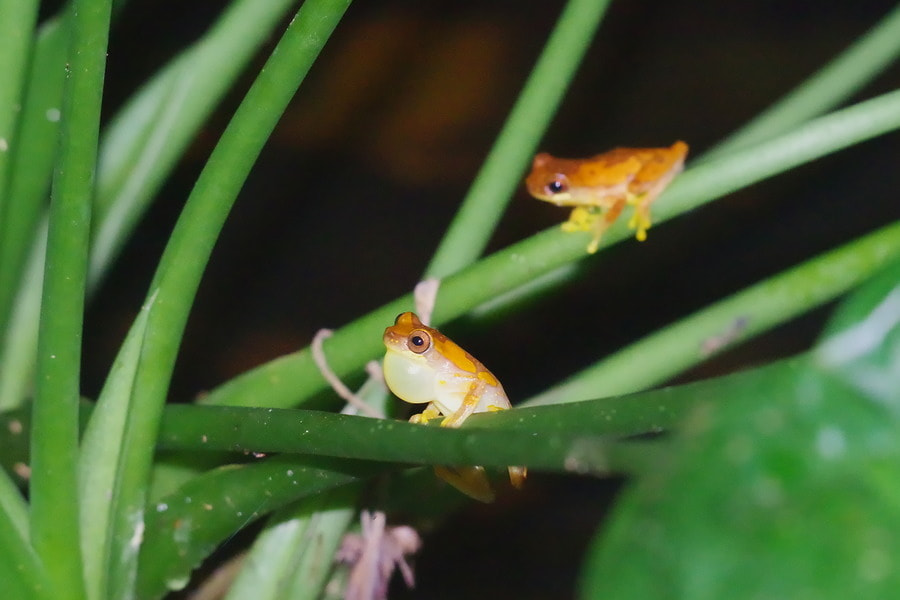Pentax K-S2 sample photo. Hourglass tree frogs photography