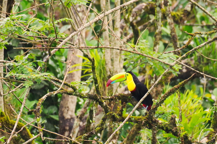 Pentax K-S2 sample photo. Keel-billed toucan photography