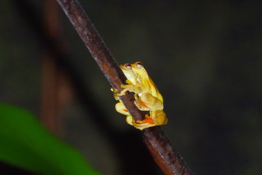 Pentax K-S2 sample photo. Mahogany tree frogs photography