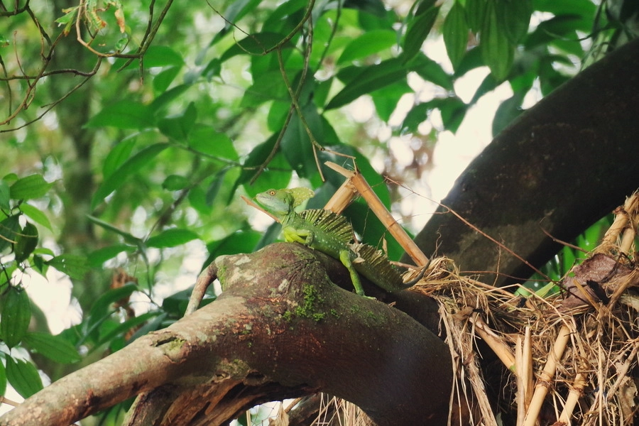 Pentax K-S2 sample photo. Plumed basilisk photography