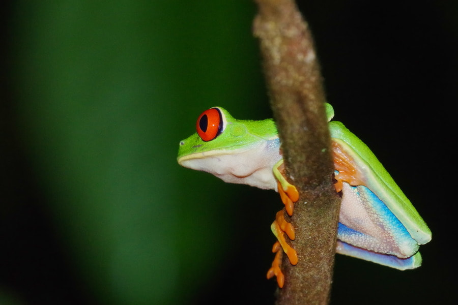 Pentax K-S2 sample photo. Red-eyed tree frog photography