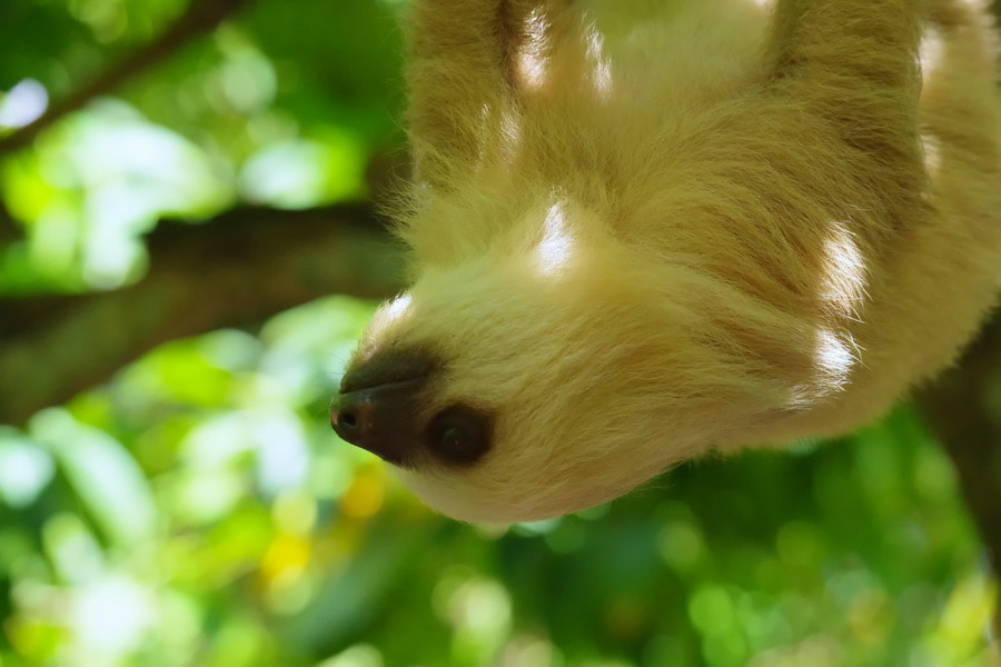 Pentax K-S2 sample photo. Two-toed sloth photography