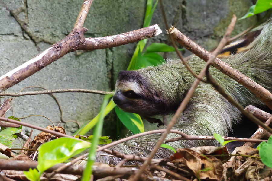 Pentax K-S2 sample photo. Three-toed sloth photography