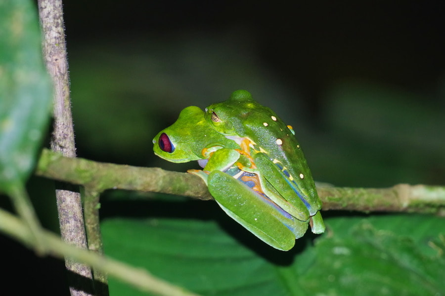Pentax K-S2 sample photo. Red-eyed tree frogs photography