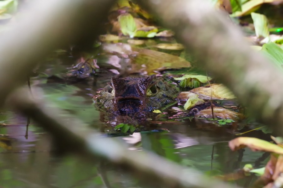 Pentax K-S2 sample photo. Spectacled caiman photography