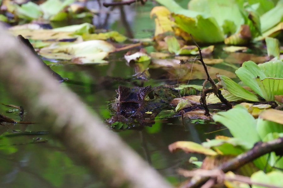 Pentax K-S2 sample photo. Spectacled caiman photography