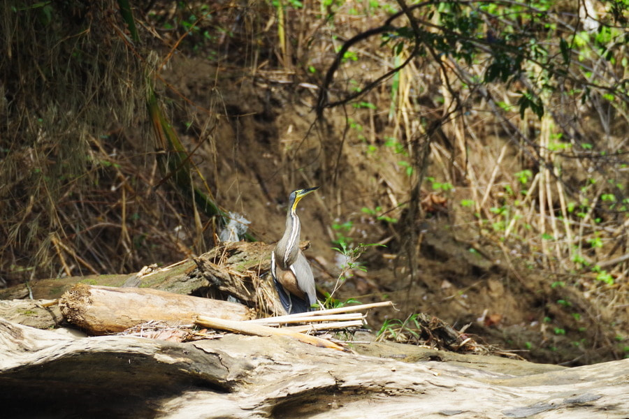 Pentax K-S2 sample photo. Tiger heron photography