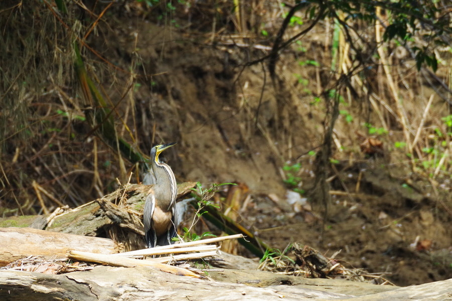 Pentax K-S2 sample photo. Bare-throated tiger heron photography