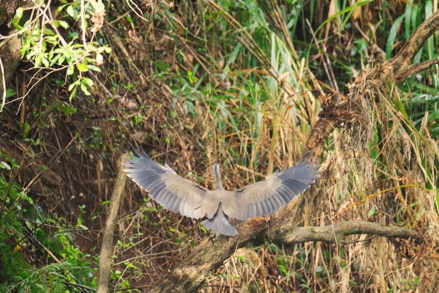 Pentax K-S2 sample photo. Bare-throated tiger heron photography