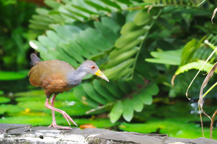 Pentax K-S2 sample photo. Grey-necked wood rail photography