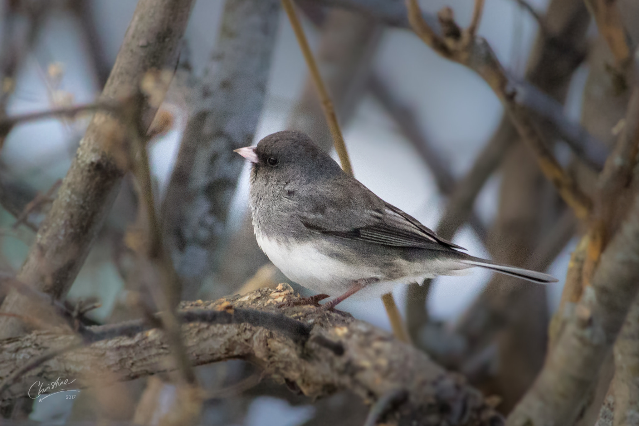 Canon EF-S 55-250mm F4-5.6 IS STM sample photo. Small wonder photography