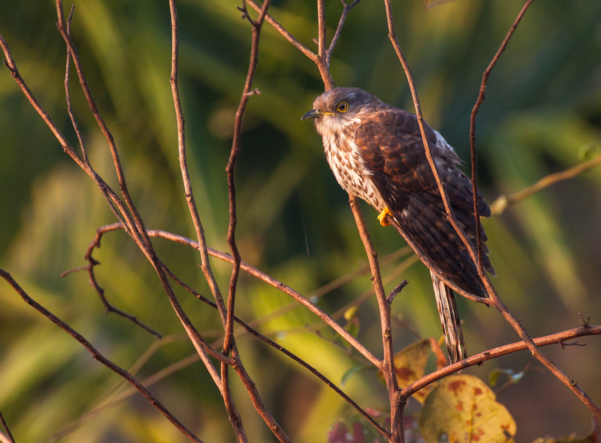 Canon EOS 500D (EOS Rebel T1i / EOS Kiss X3) sample photo. Shikhra in the morning photography