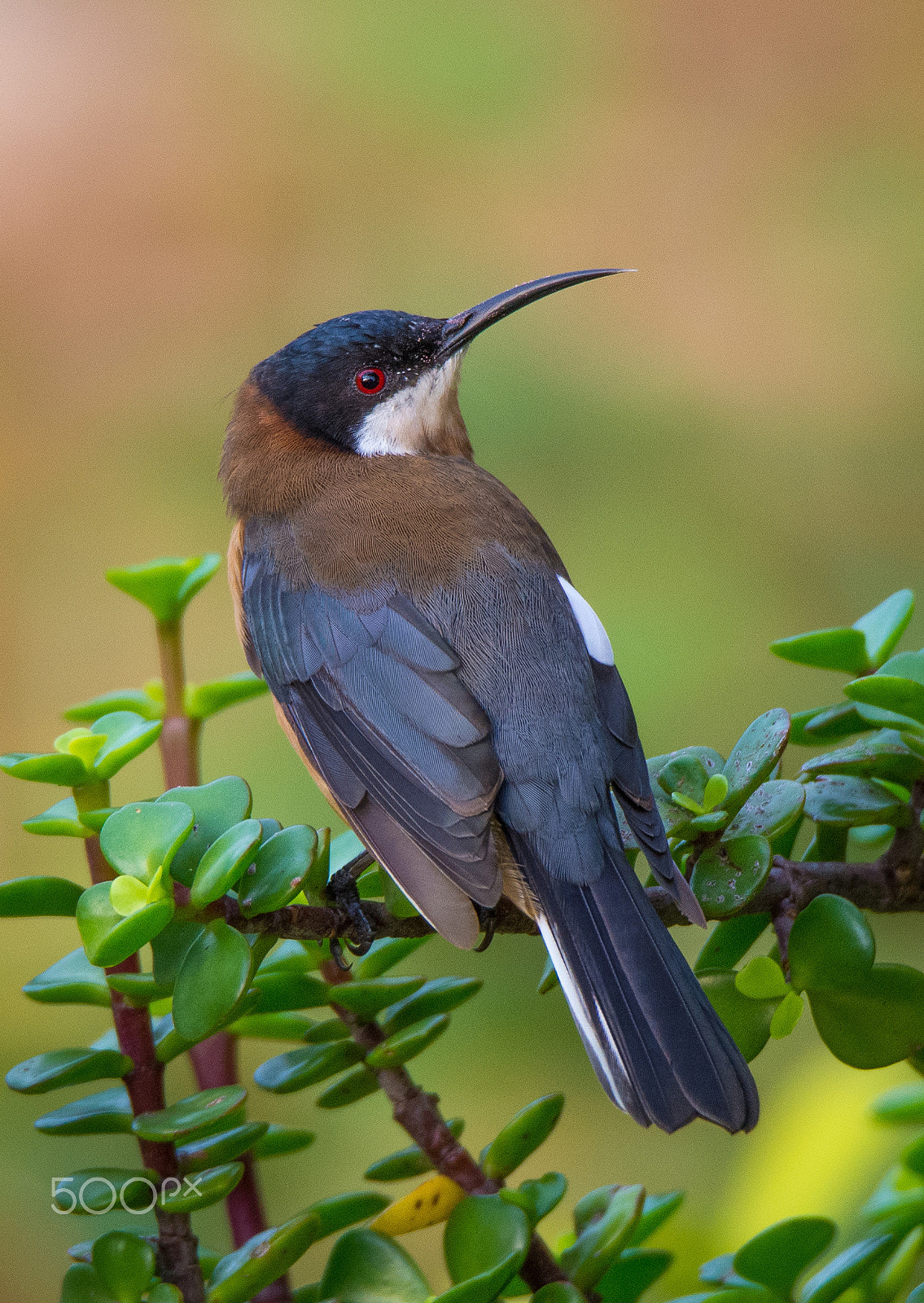 Nikon D7200 + Sigma 150-600mm F5-6.3 DG OS HSM | S sample photo. Eastern spinebill photography