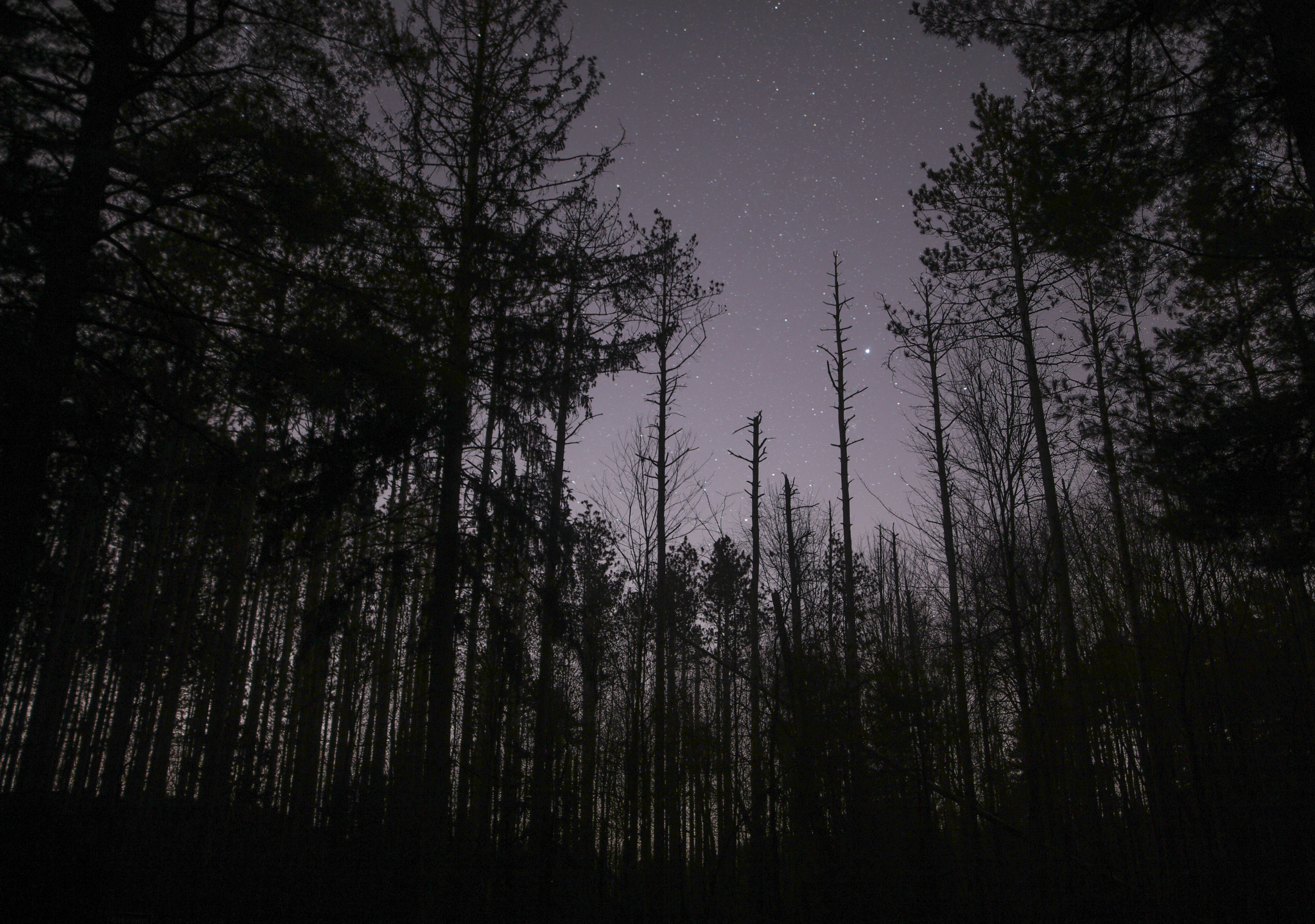 Canon EOS 5DS R + Sigma 24mm F1.4 DG HSM Art sample photo. The woods at night photography