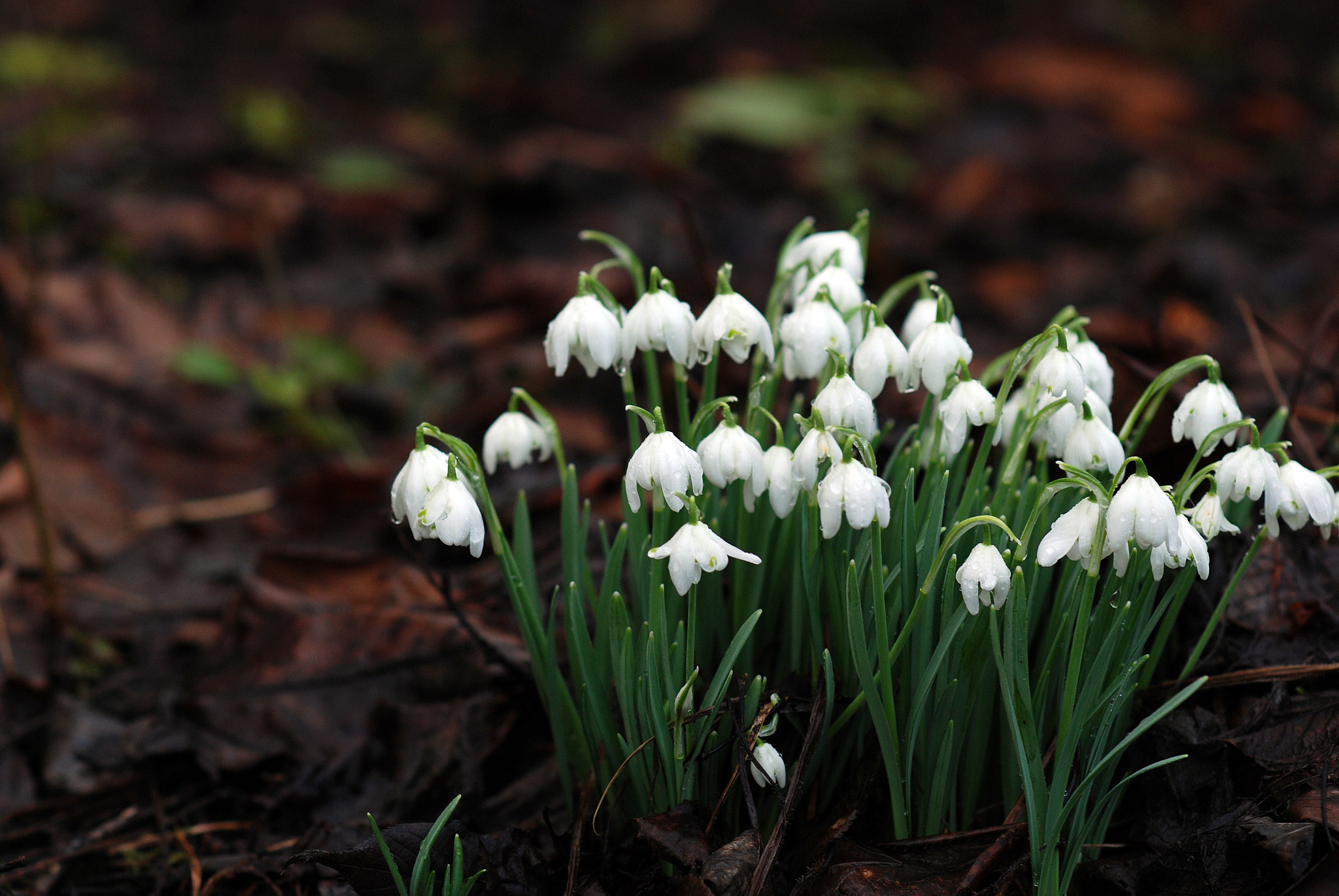 Nikon D80 + Nikon AF Nikkor 85mm F1.8D sample photo. Snowdrop in spring photography