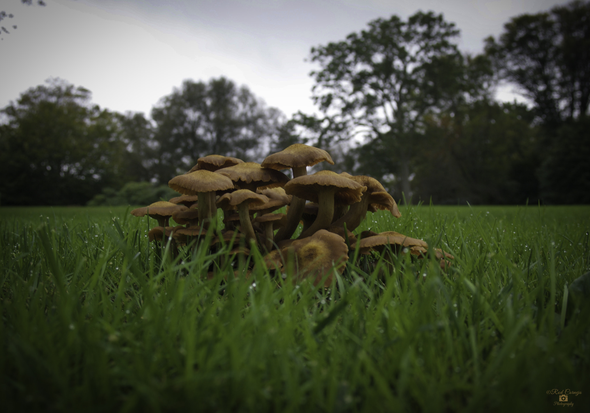 Olympus Zuiko Digital 14-45mm F3.5-5.6 sample photo. Armillaria mushroom... photography