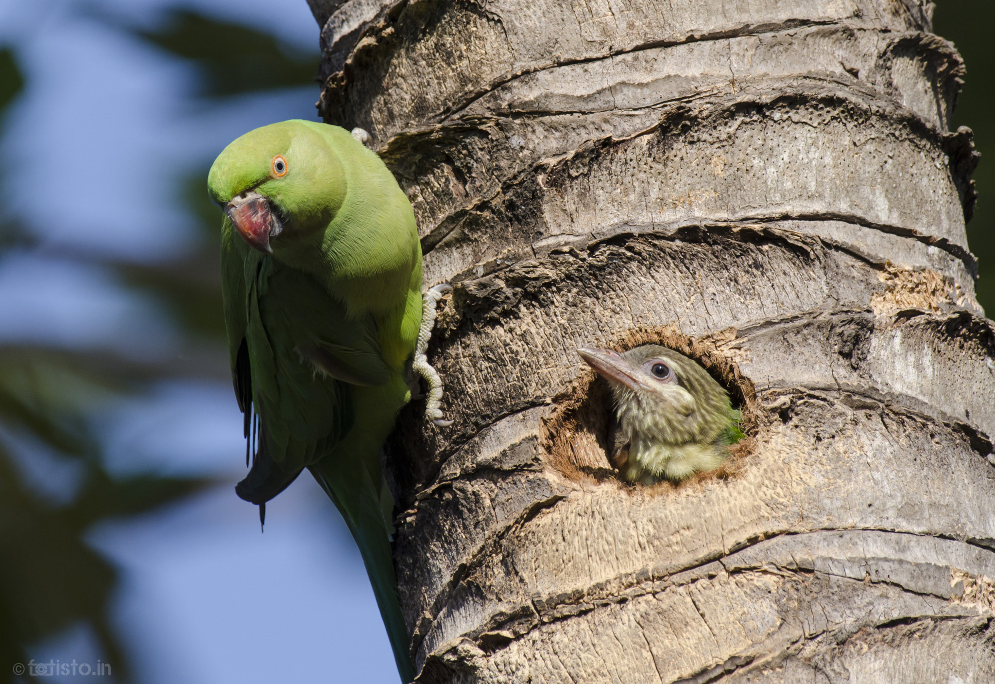 Nikon AF-S Nikkor 200-500mm F5.6E ED VR sample photo. Wrong house mr.!!!! photography