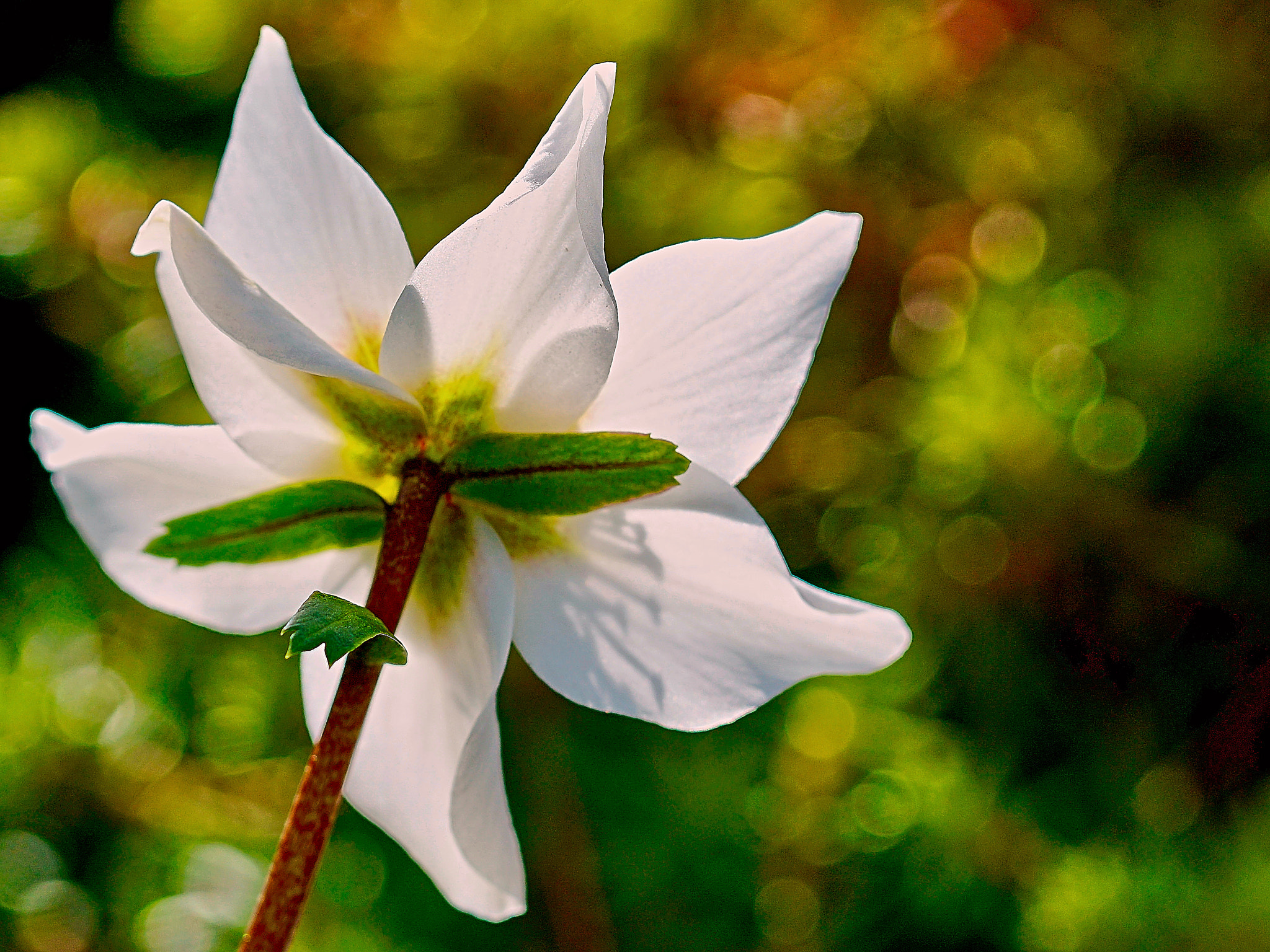 90mm F2.8 Macro SSM sample photo. Into the light photography