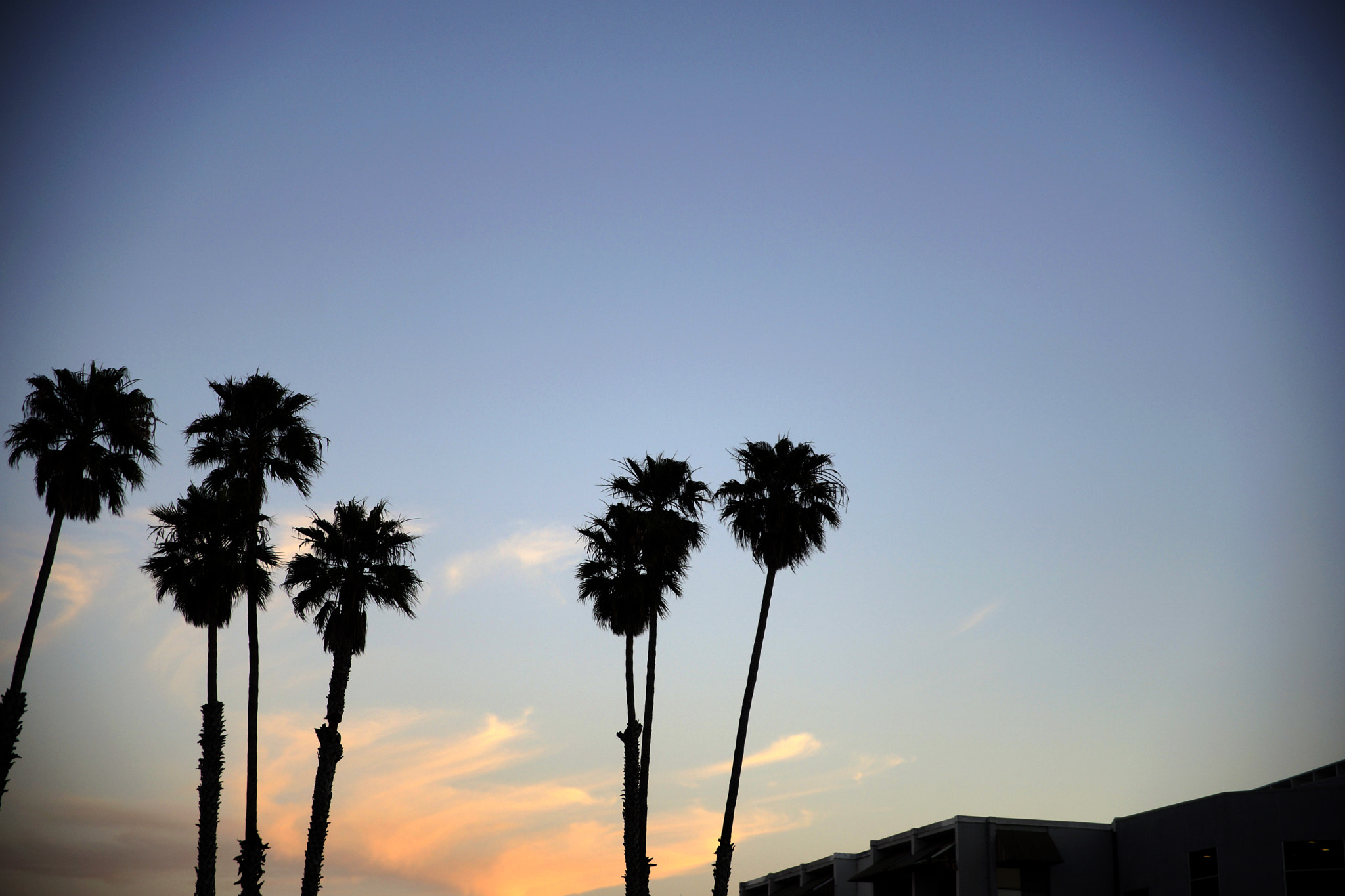 Sony a99 II sample photo. Palm trees santa cruz ca photography