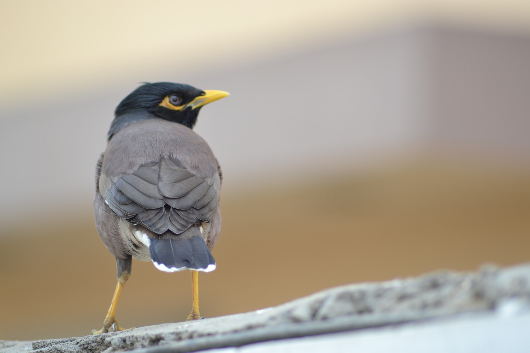Nikon AF Nikkor 70-300mm F4-5.6G sample photo. Myna photography