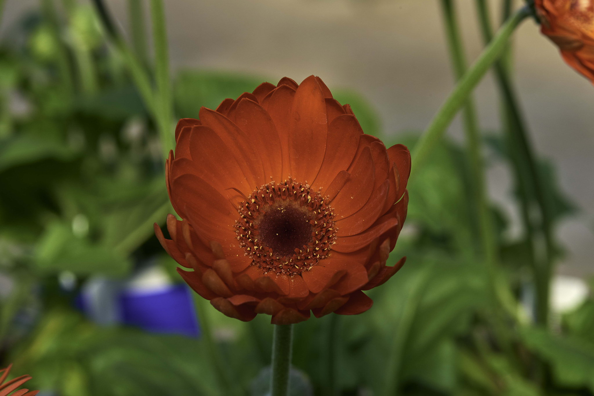 Nikon D800 + Nikon AF-S Micro-Nikkor 105mm F2.8G IF-ED VR sample photo. Beautiful glow....red daisy photography