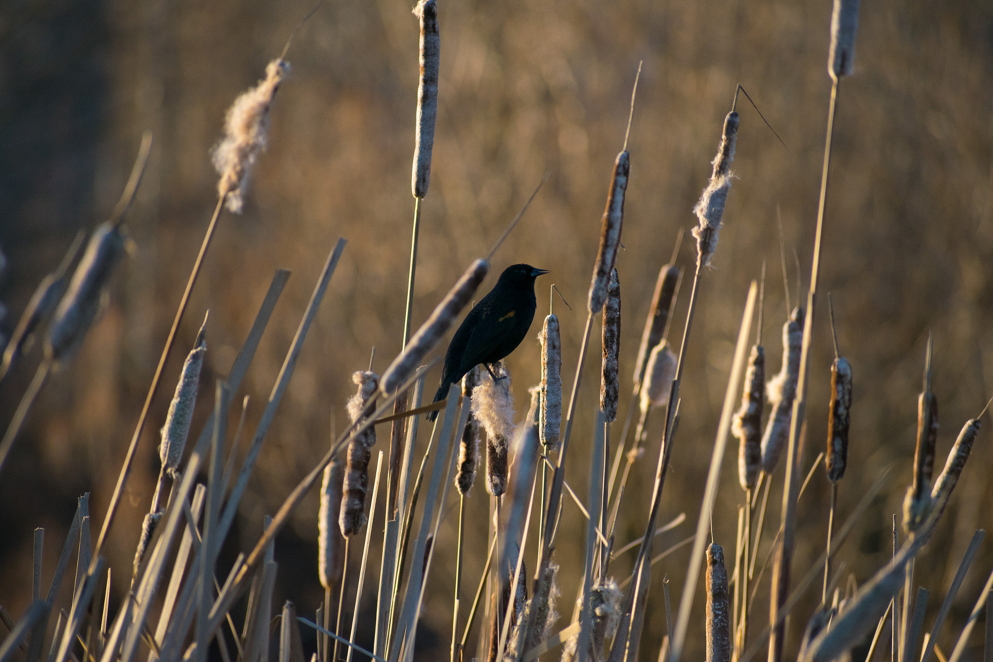 Nikon D5300 sample photo. Black bird in the reeds photography